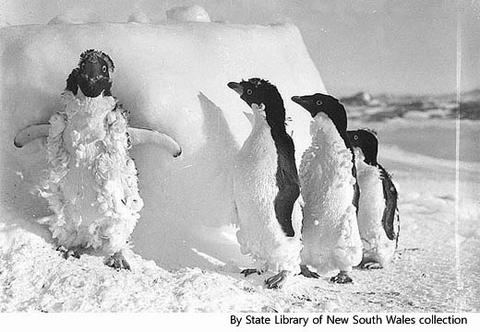 antarcpengin15-adelie penguins.jpg